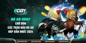 đá gà 8day trang cá cược đá gà uy tín nhất