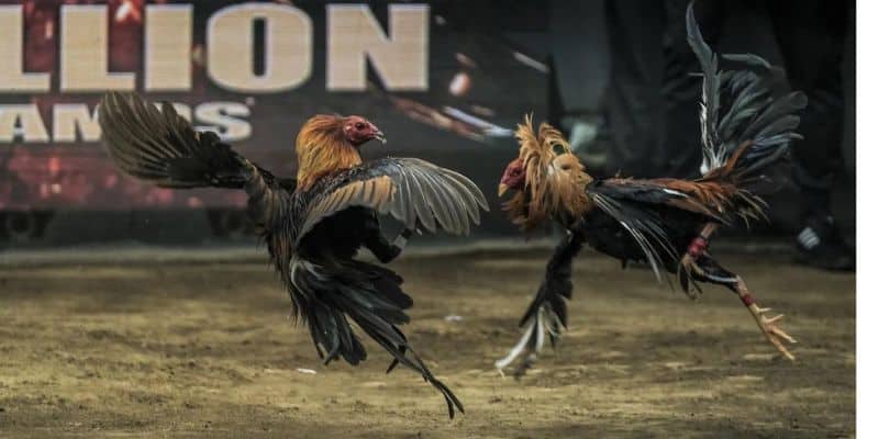 Những bí quyết và lời khuyên giúp bạn trở thành một cao thủ trong đá gà